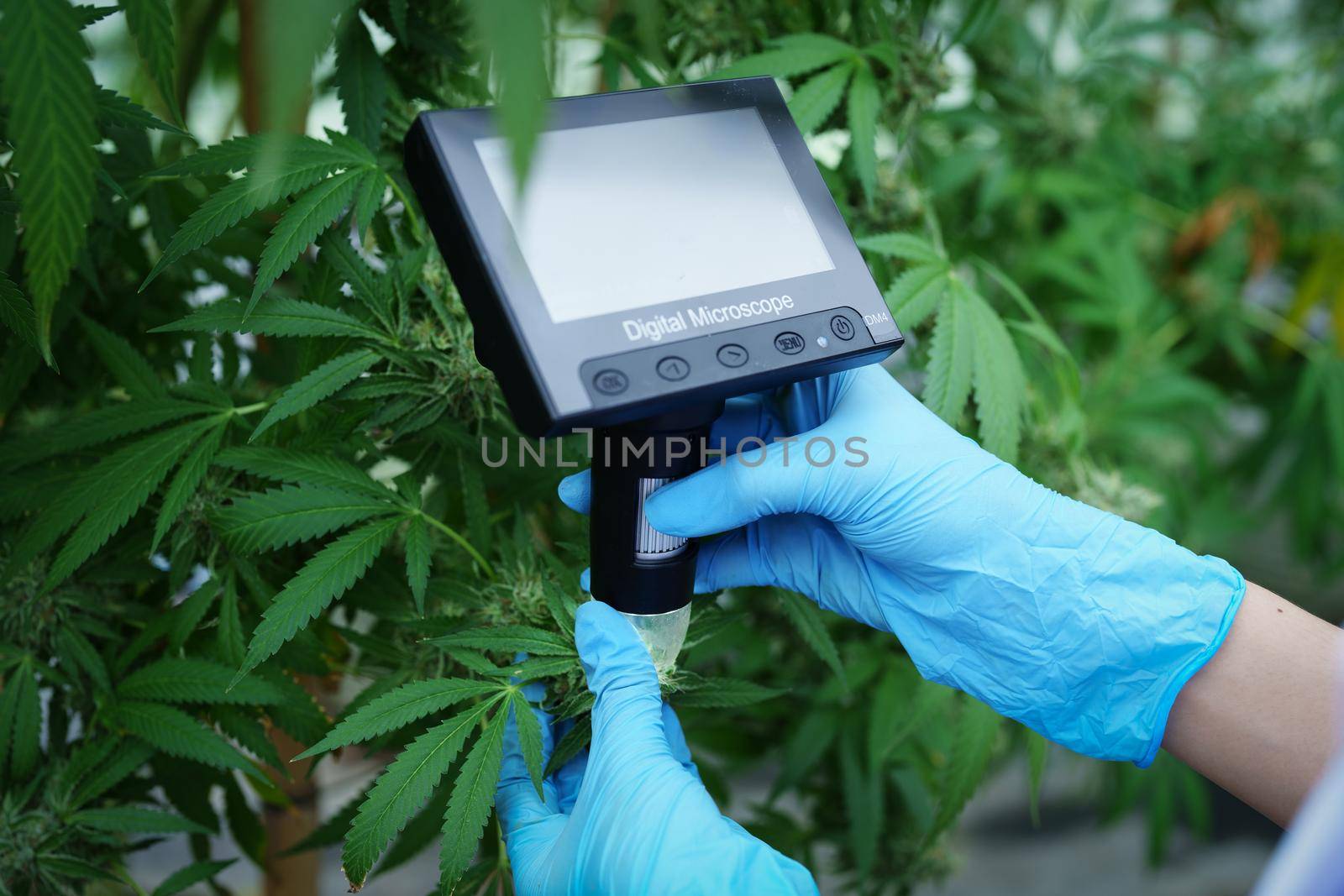 cannabis farm, researchers use digital microscope to see cannabis yield.