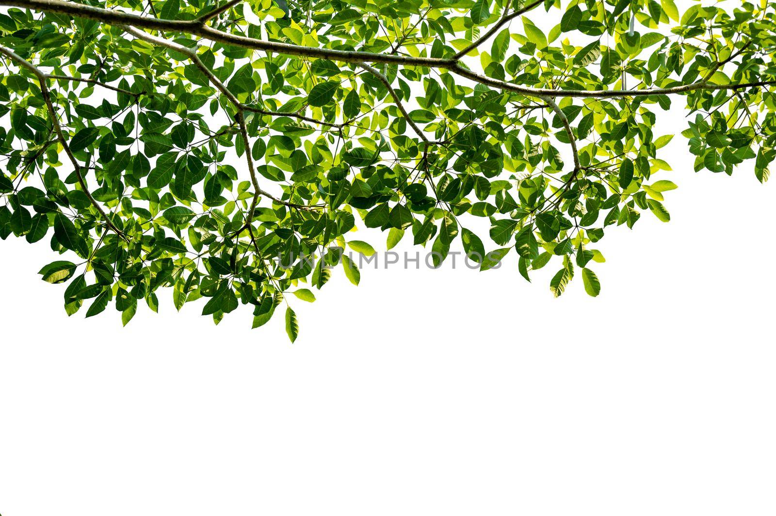 a branch full of beautiful leaves on a white background by sarayut_thaneerat