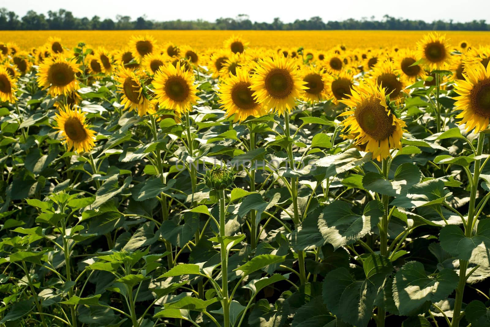 A beautiful sunflower field