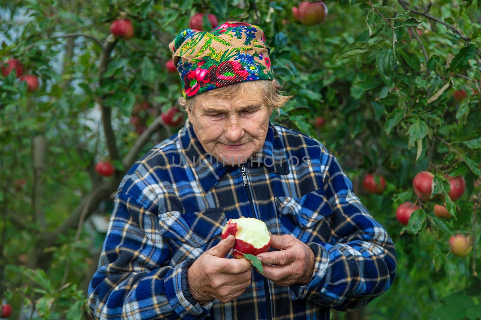 Grandmother harvests apples in the garden. Selective focus. Food.