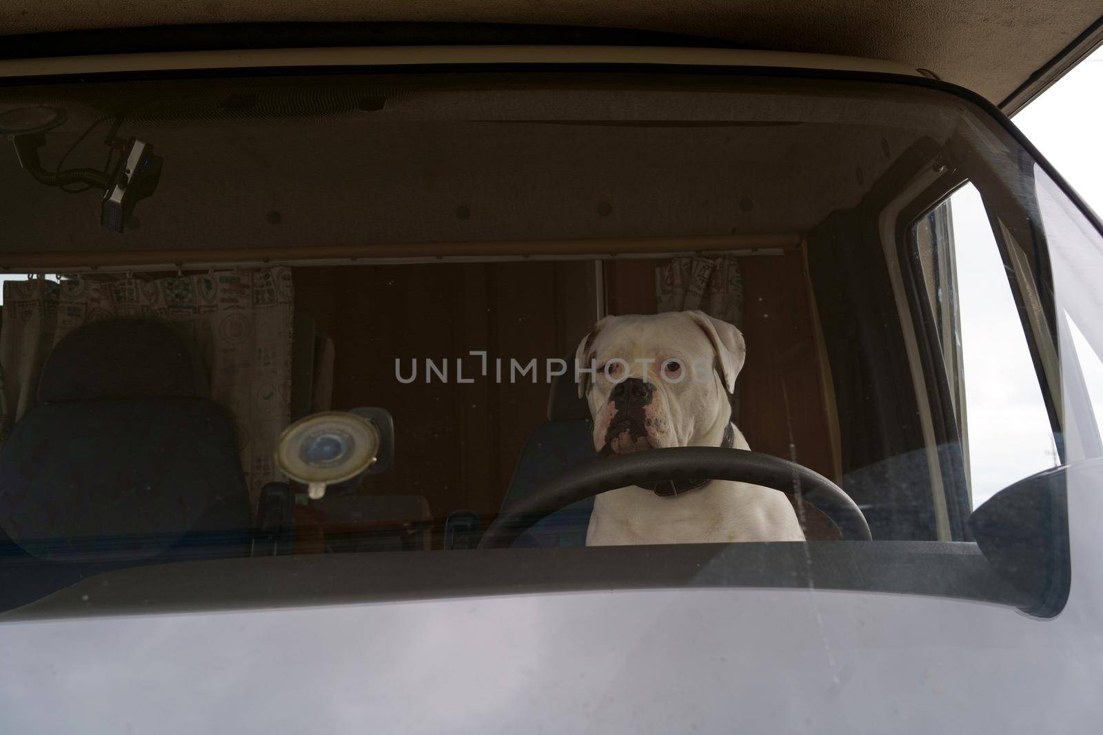 The dog loves to ride in the car The dog sits on the seat of the car and waits to ride. by aprilphoto