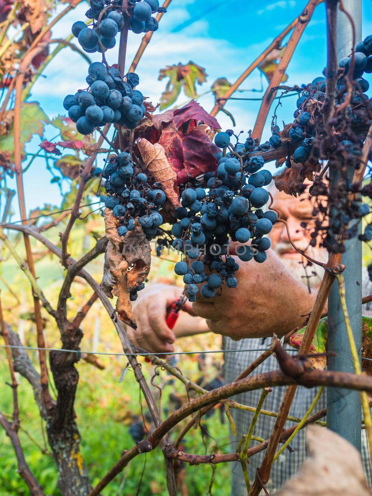 old bearded man harvesiting for wine production