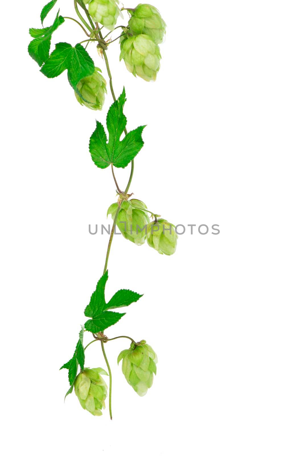 composition of hops isolated on a white background by aprilphoto