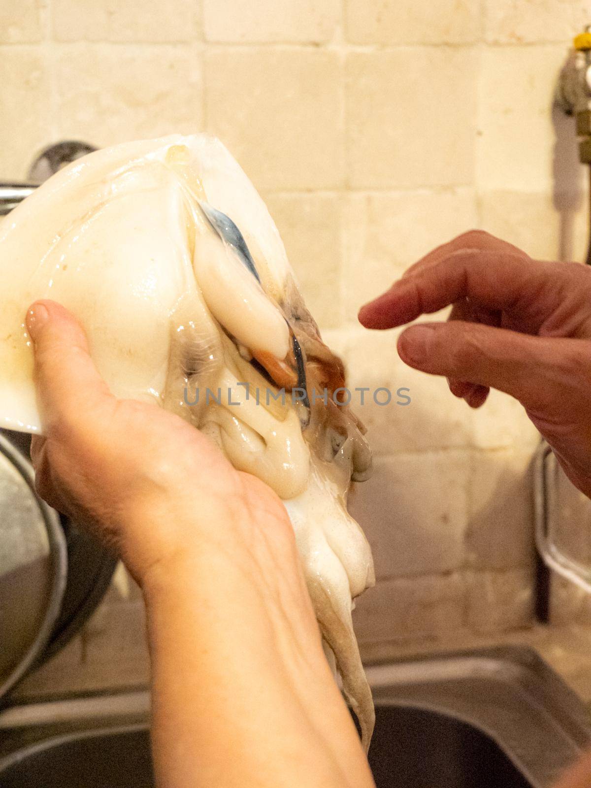 cleaning a raw adriatic cuttlefish at home in Numana, Marche, Italy
