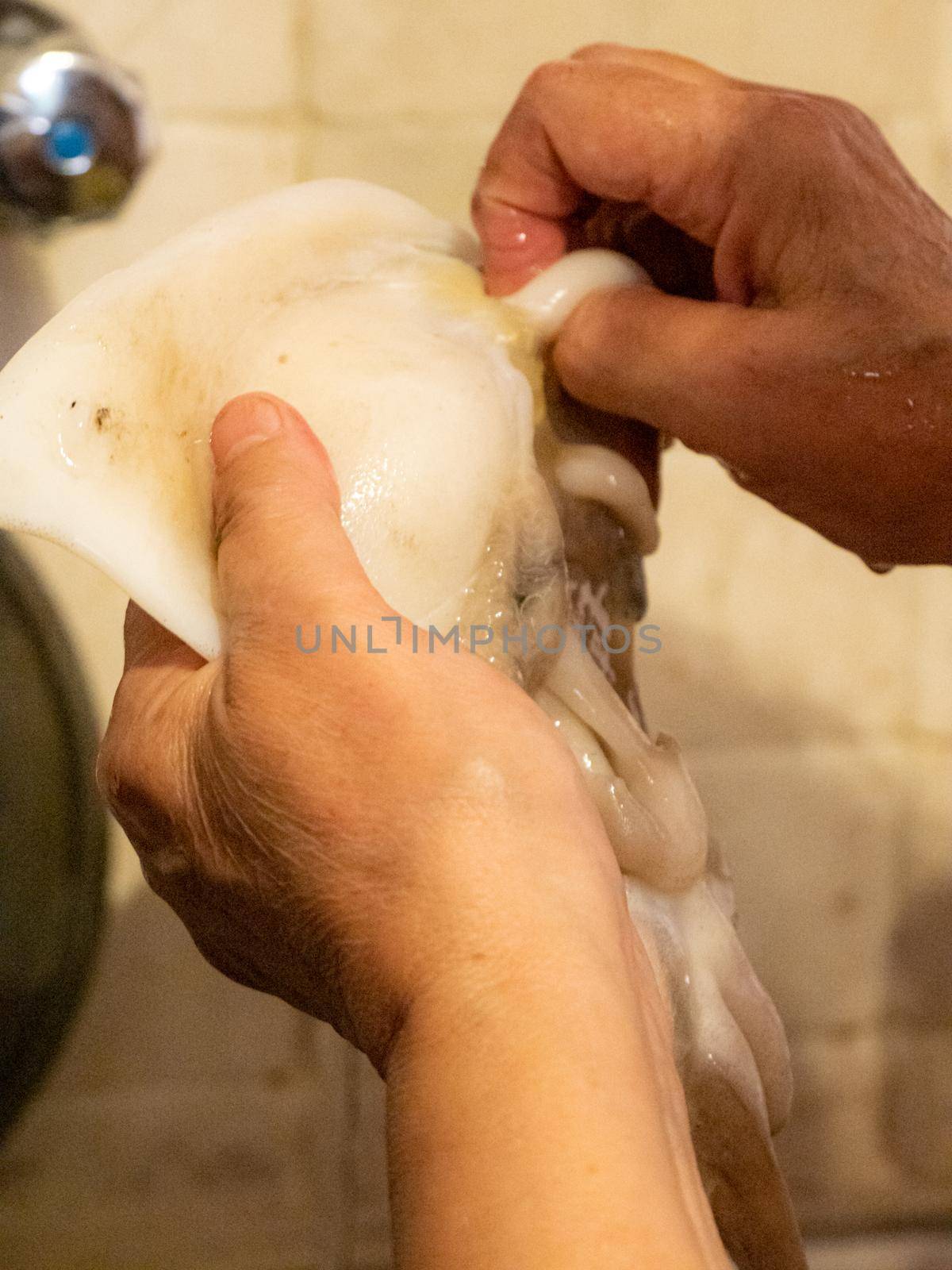 cleaning a raw adriatic cuttlefish at home in Numana, Marche, Italy