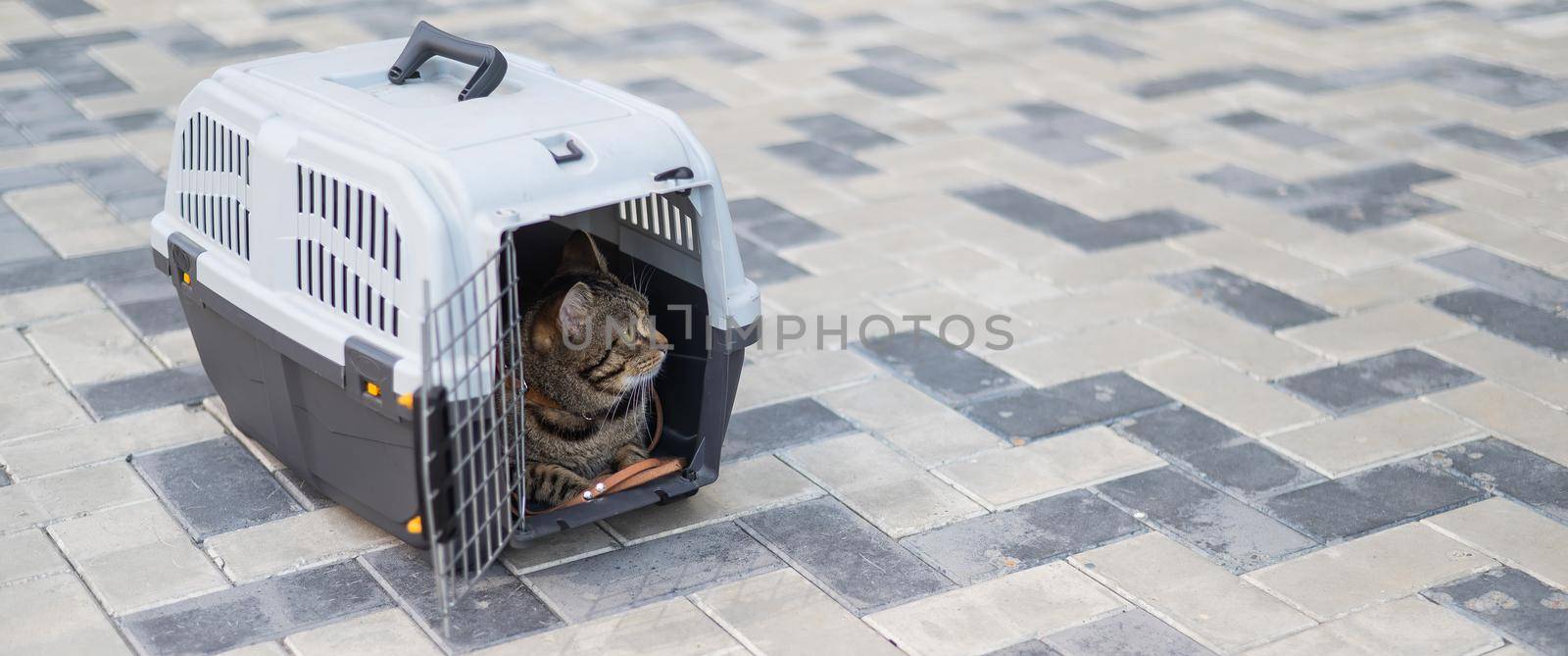 Gray tabby cat lies in a carrier on the sidewalk outdoors