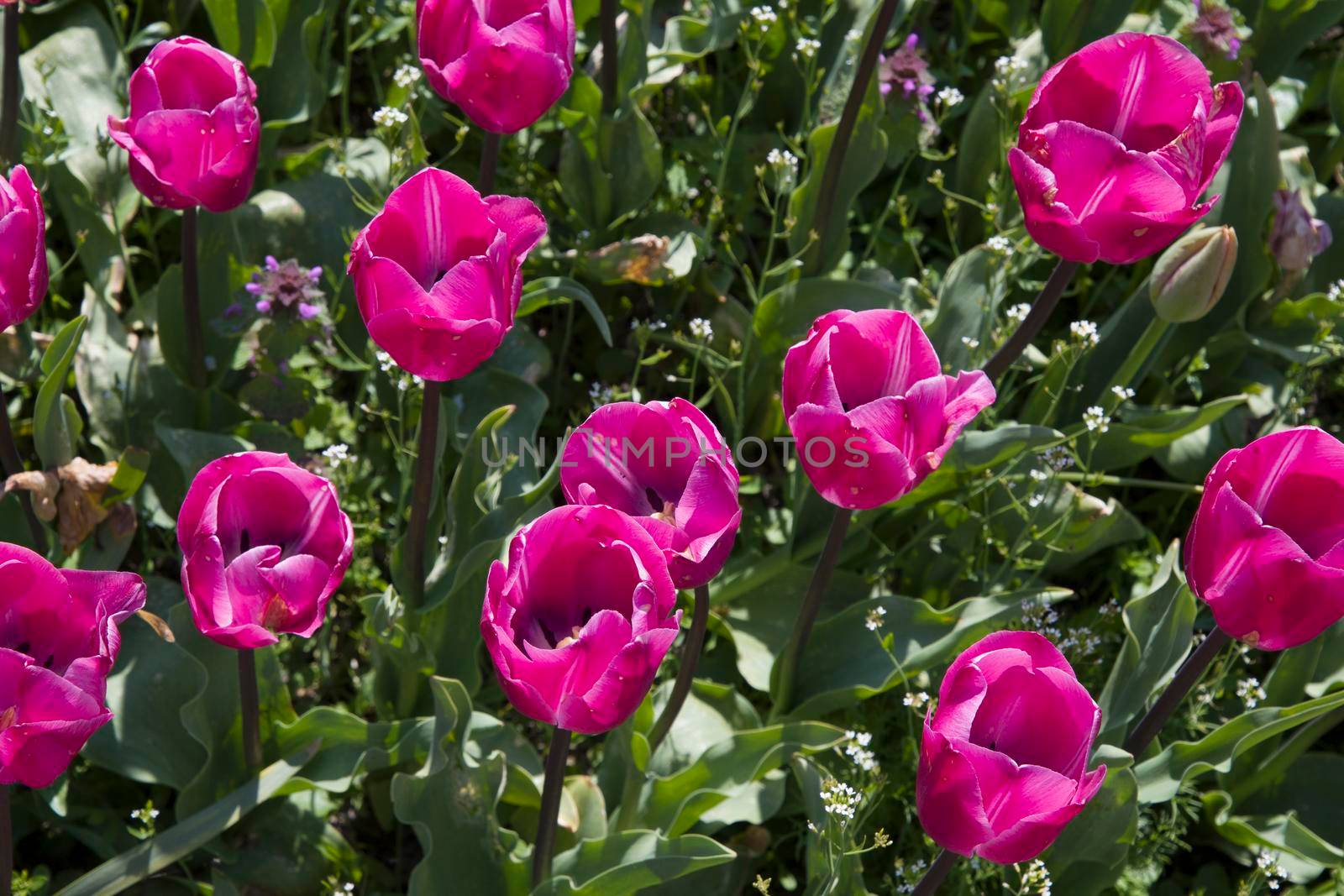 spring flower beds of blooming colorful pink purple tulips in a large park, High quality photo