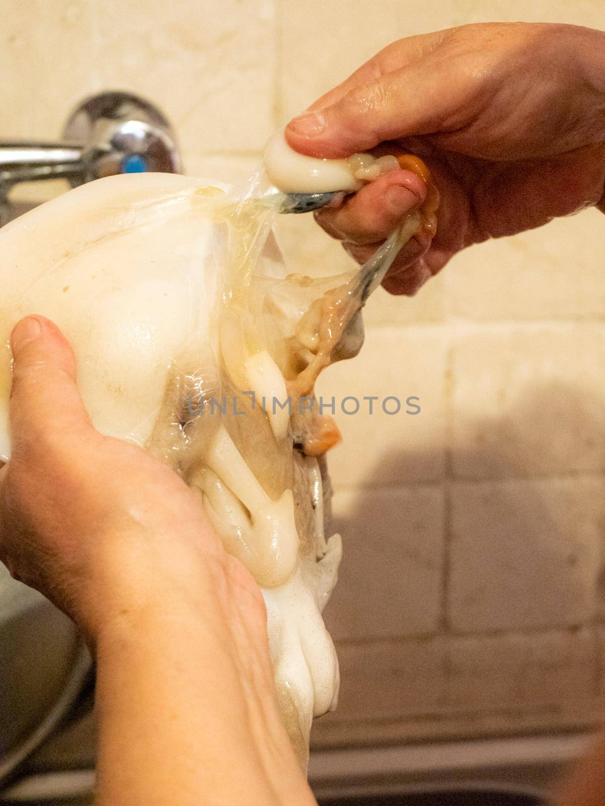 cleaning a raw adriatic cuttlefish at home in Numana, Marche, Italy