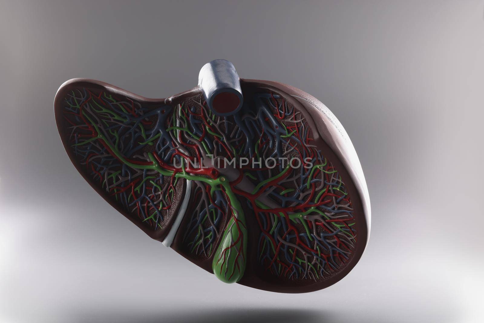 Plastic model of the liver in a section on a gray background by kuprevich