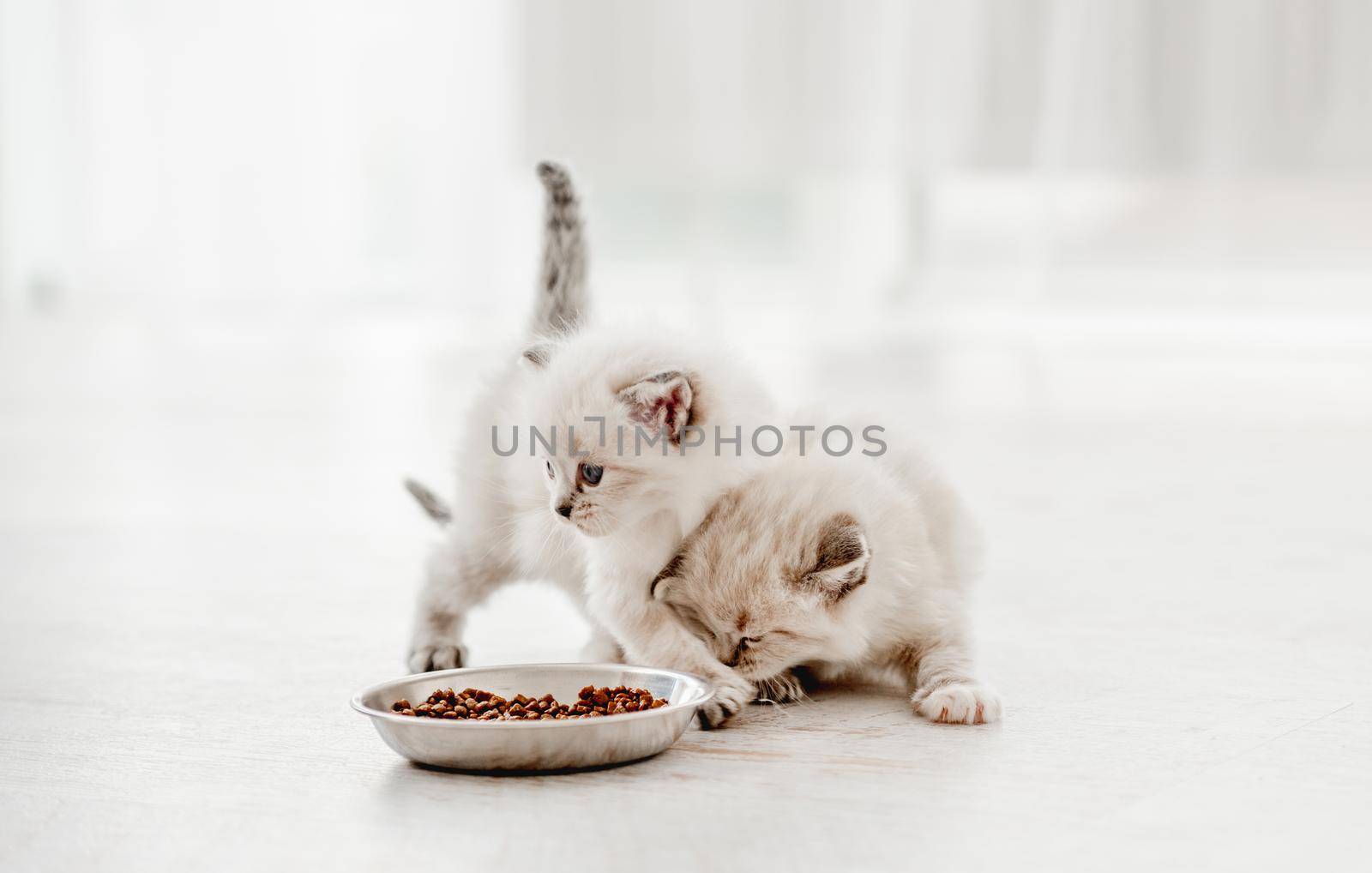 Two adorable ragdoll kittens standing close to metal bowl with feed on blurred white background and looking back. Cute purebred fluffy kitty cats going to eat special food