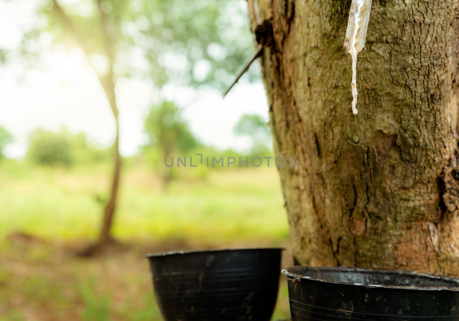 Rubber tapping in rubber tree garden. Natural latex extracted from para rubber plant. Rubber tree plantation. The milky liquid or latex oozes from wound of tree bark. Latex collect in small bucket. by Fahroni