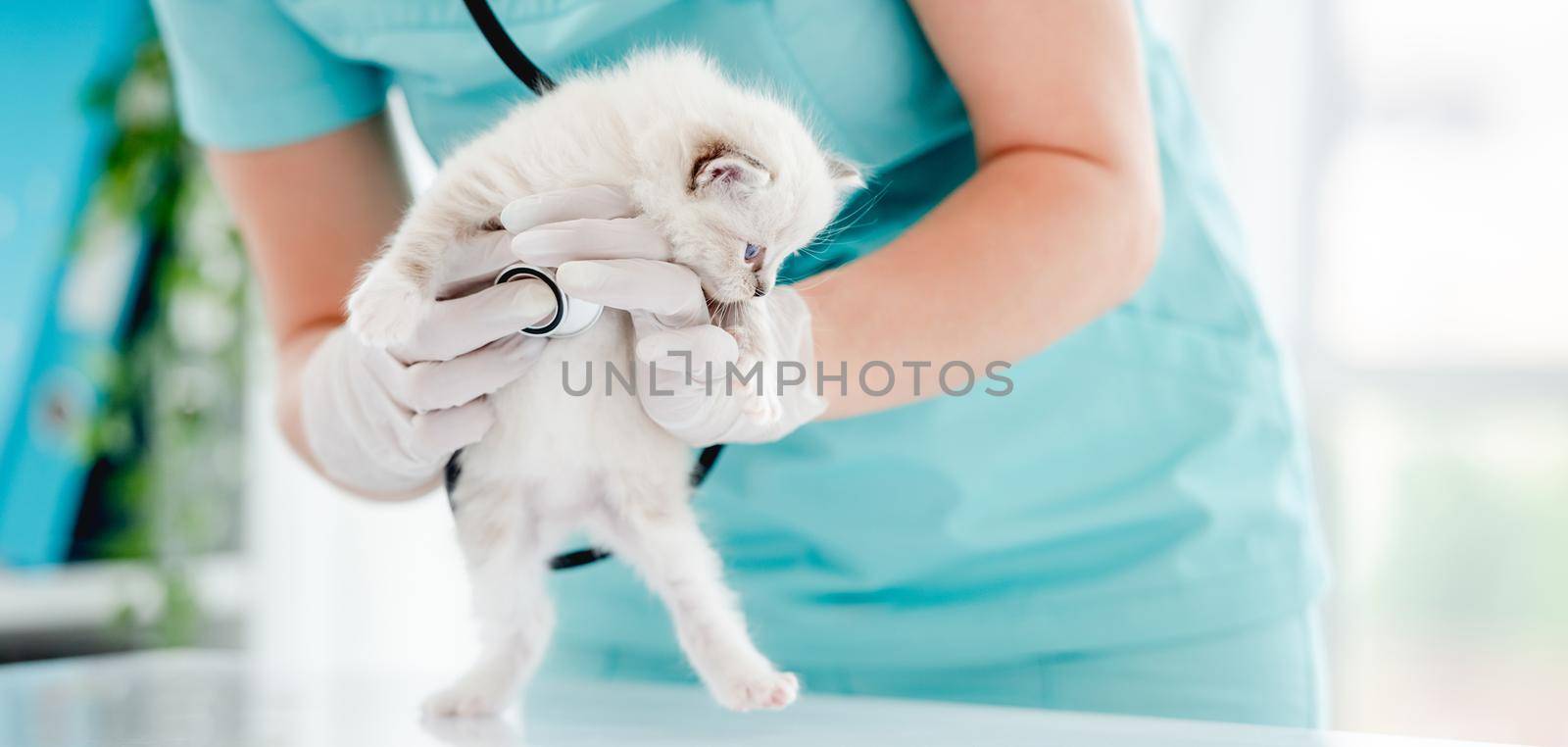 Adorable ragdoll kitten standing on hind legs on table at vet clinic. Woman animal doctor holding cute purebred fluffy kitty during medical care examining