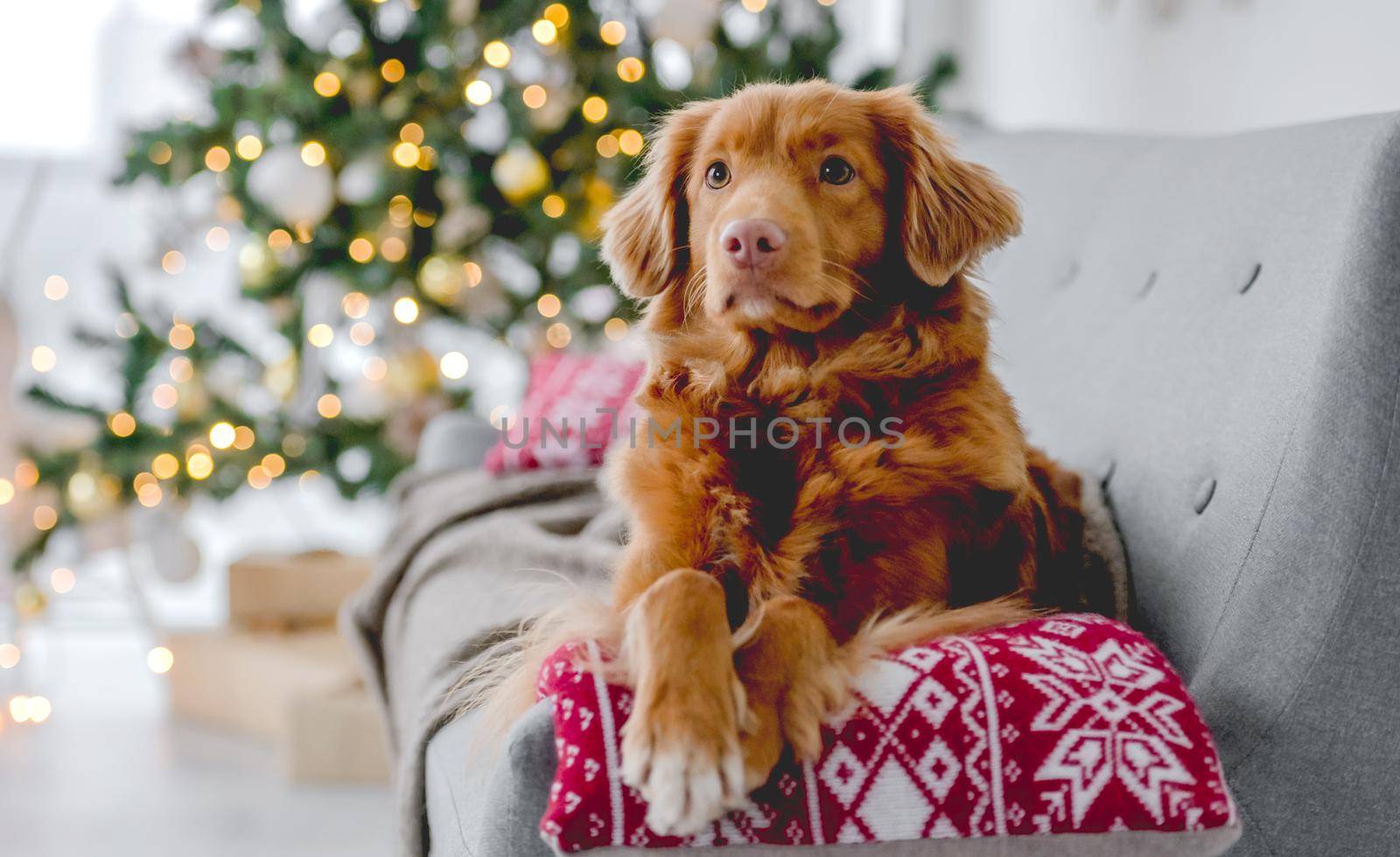 Toller retriever dog in Christmas time lying on sofa at home with New Year festive decoration and tree. Doggy pet and Xmas atmosphere