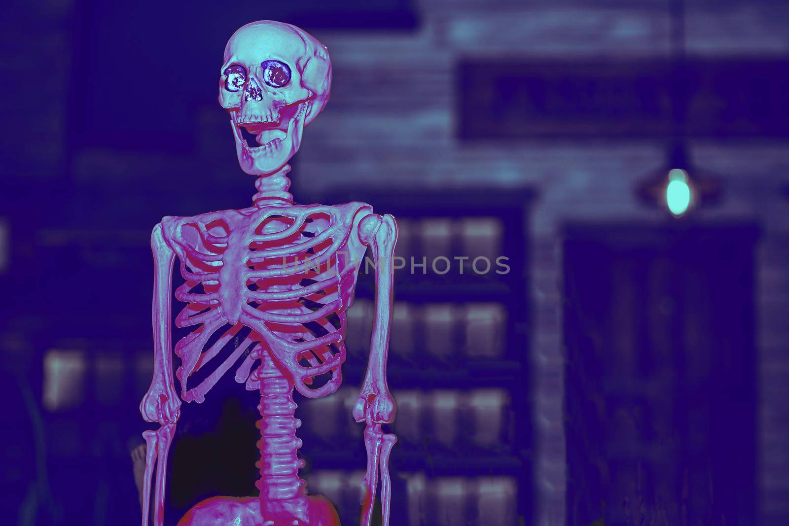 the night of October 31, the eve of All Saints' Day, commonly celebrated by children who dress in costume and go door asking for candy. Pink red slver poisonous halloween skeleton in dark brown room