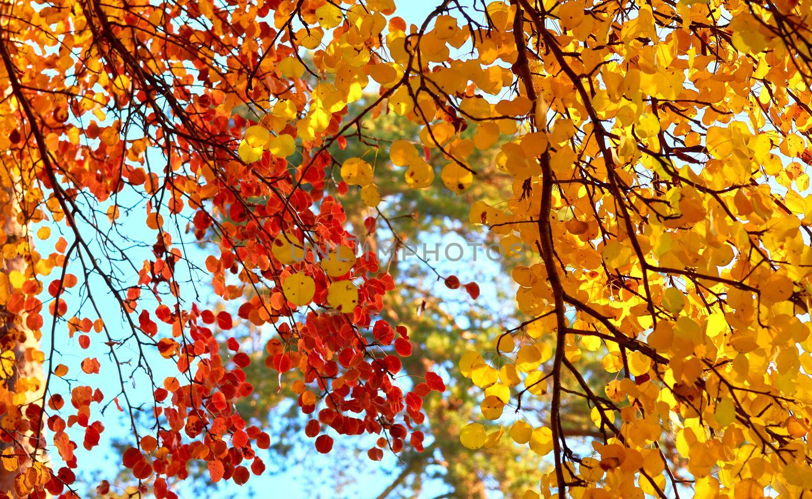 Autumn is the most colorful time of the year from all seasons, when nature changes its usual appearance to golden colors autumn sun. Autumn red gold branches with bright yellow orange leaves.