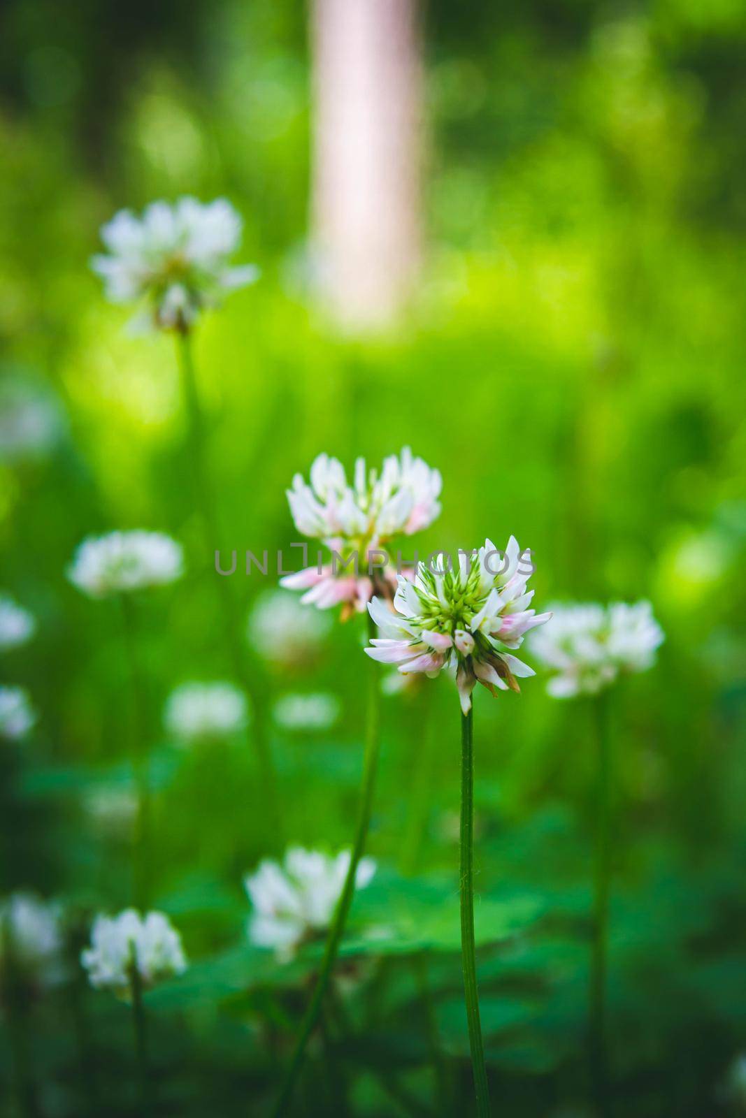 Beautiful flowers in the green grass. Flower close-up in the thicket. by Verrone