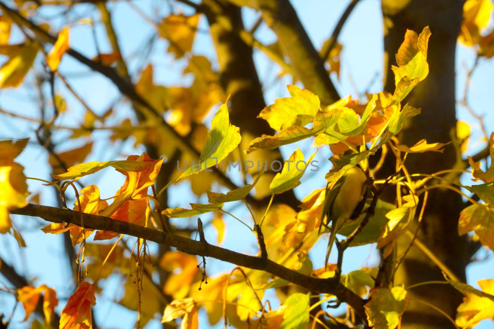 Yellow leaves on a tree in the autumn park