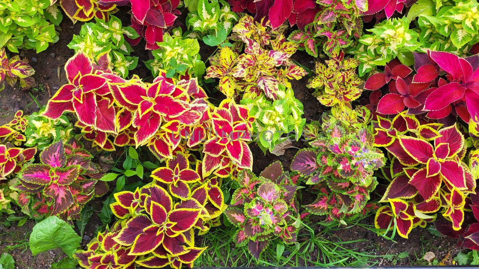 Large beautiful leaves of coleus multicolored bright sunny day