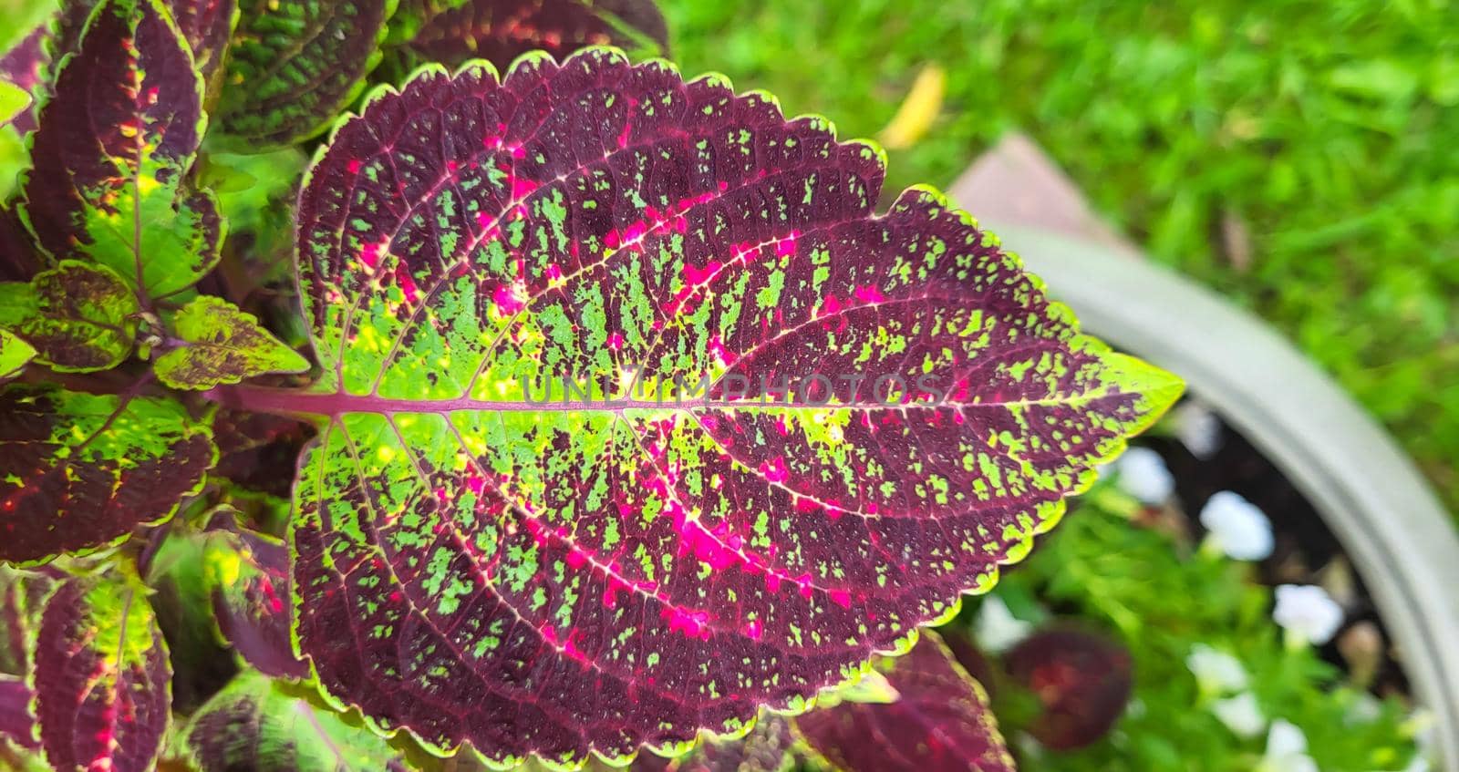A large sheet of coleus multicolored on a bright sunny day.