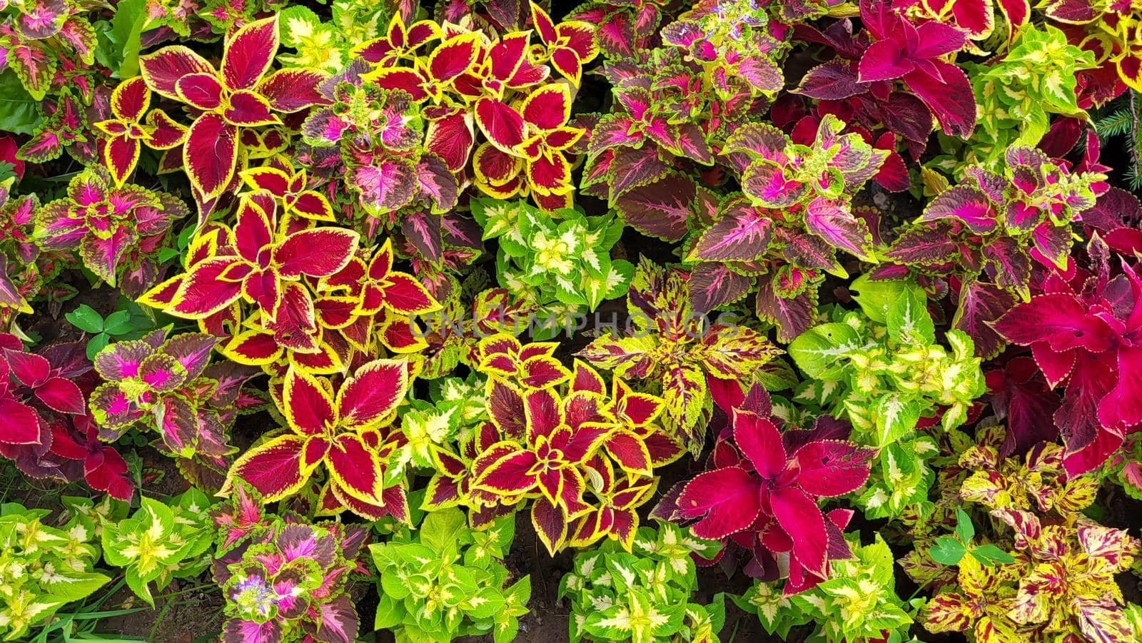 Large beautiful leaves of coleus multicolored bright sunny day.