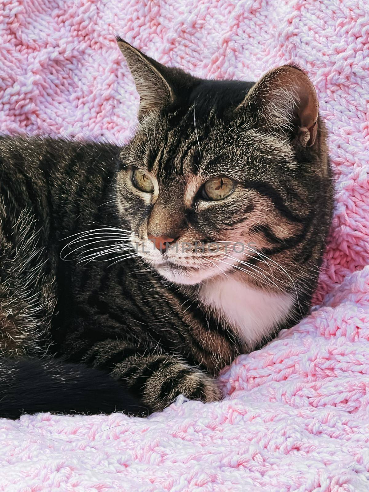Beautiful female tabby cat on pink knitted blanket at home, adorable domestic pet portrait by Anneleven