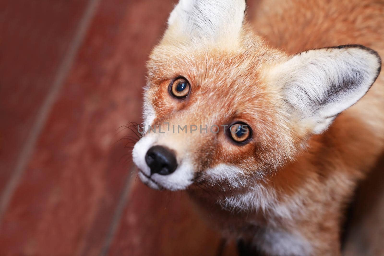 Portrait of a young beautiful fox with sad eyes