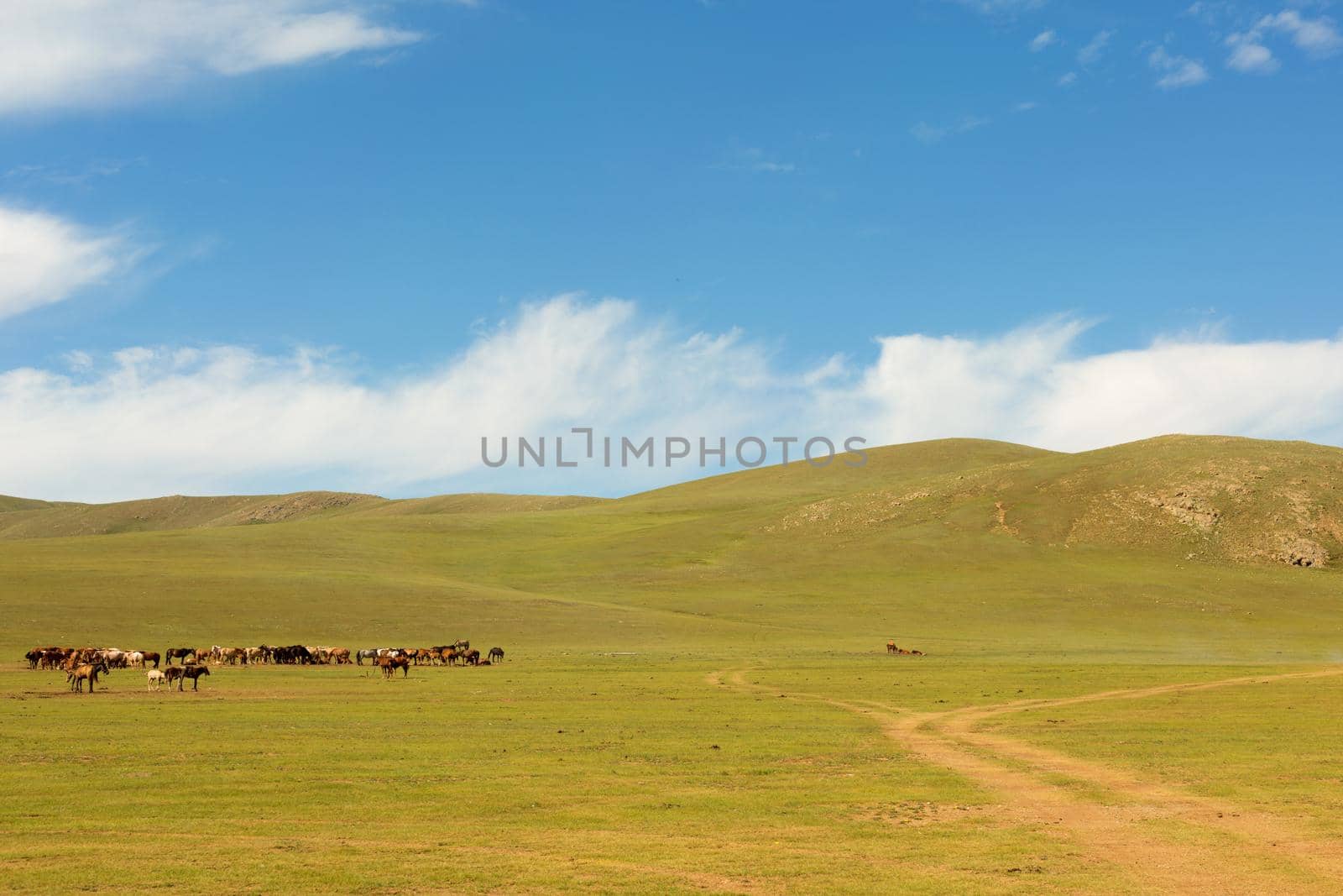 Herd of horses in the pasture in the steppe.