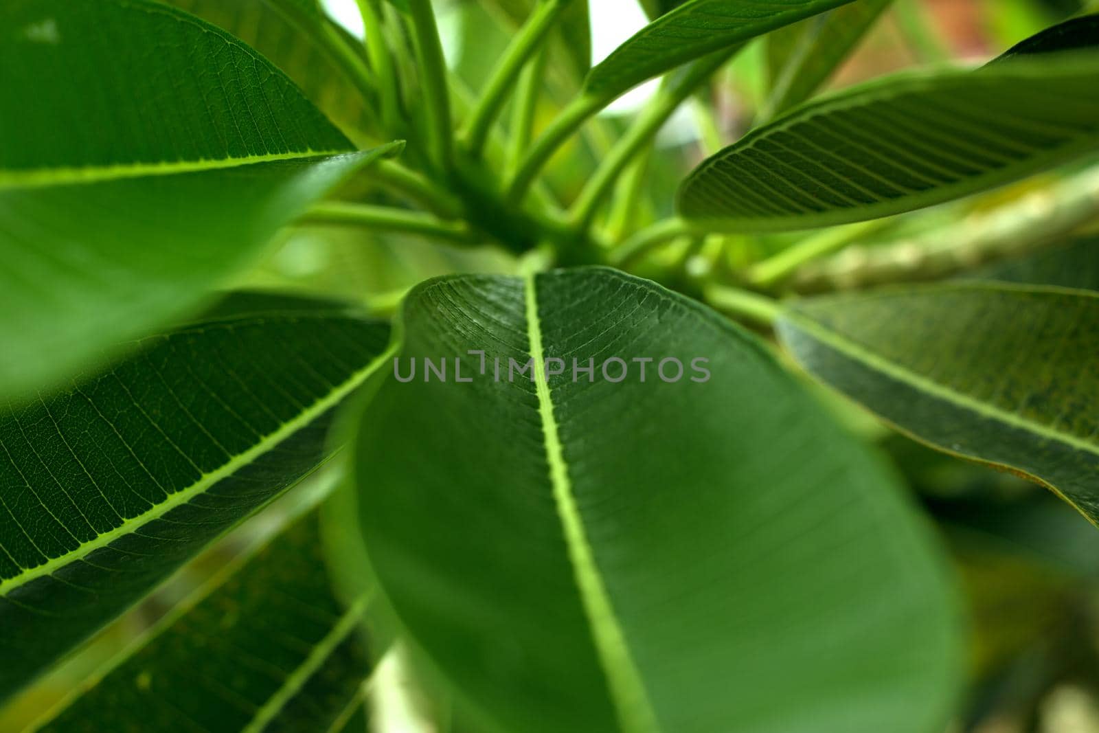 Tropical green leaves fresh blur background by AnaBabii