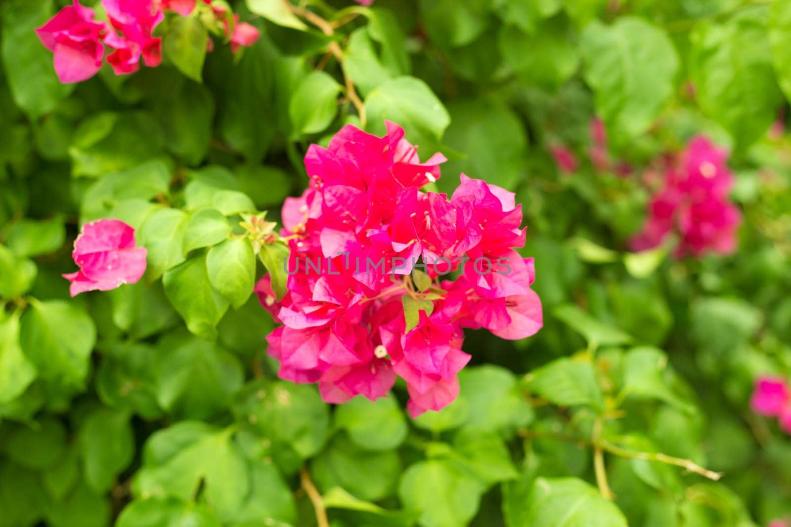 Blooming bougainvillea background. Vivid pink flowers. by AnaBabii