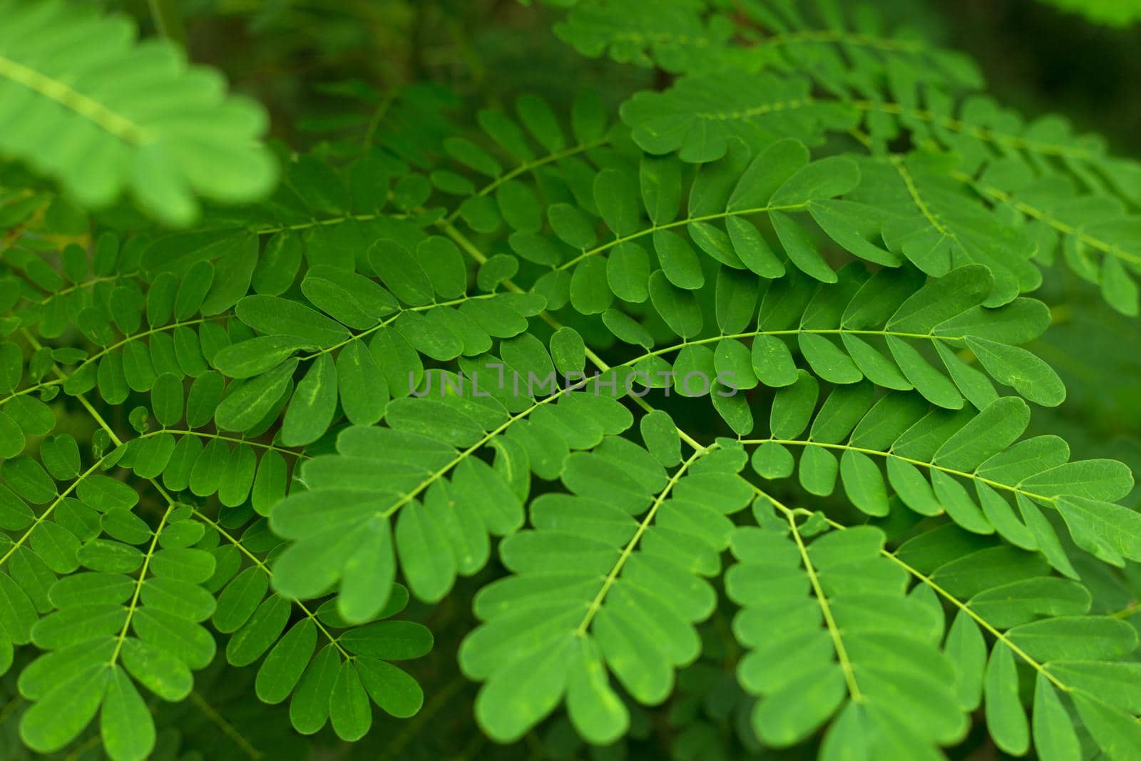 Tropical green leaves fresh blur background. by AnaBabii