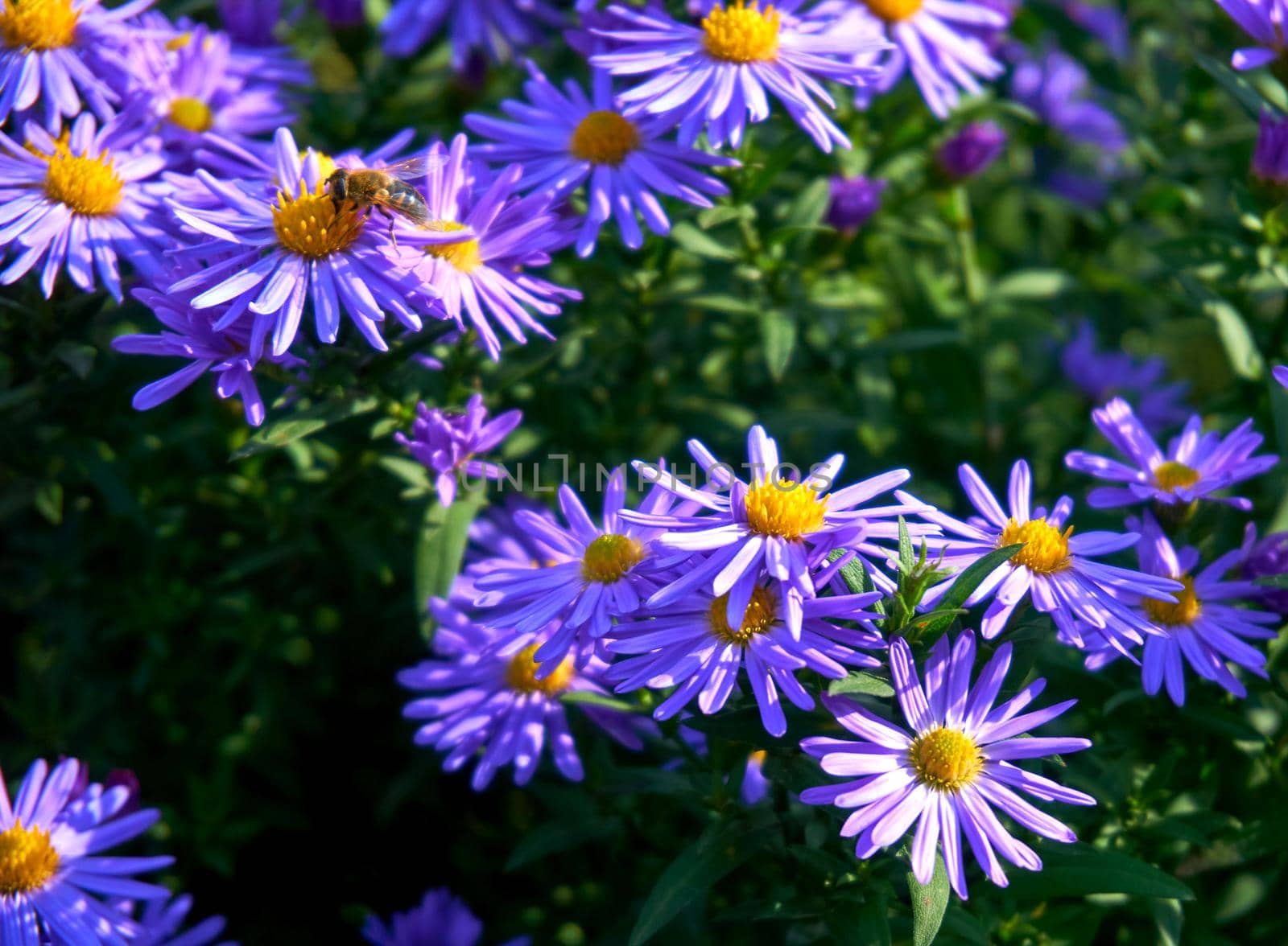 a plant of the daisy family that has bright rayed flowers, typically of purple or pink. Tender bush of autumn purple lilac blue asters october sky