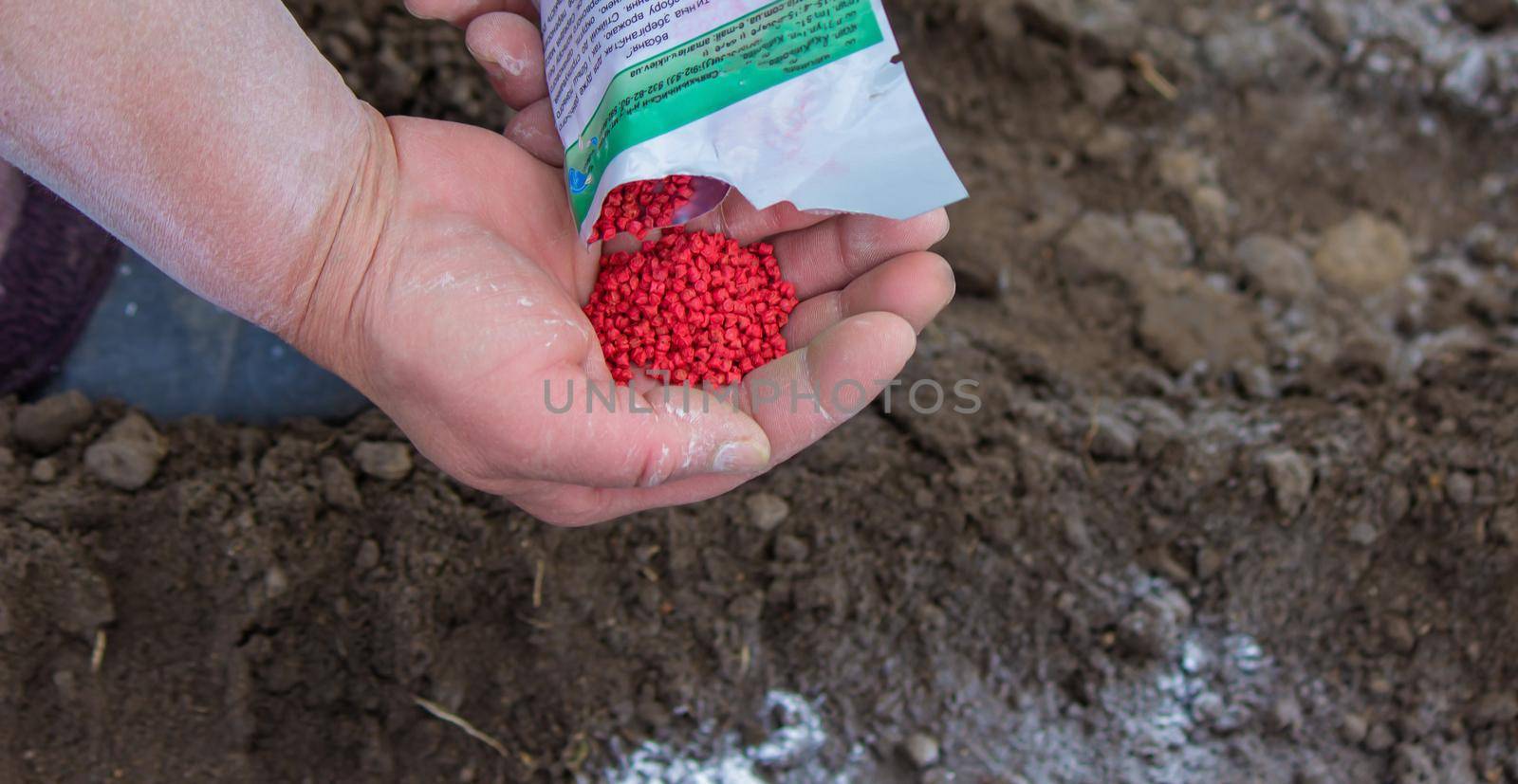 woman farmer sows beet seeds. selective focus
