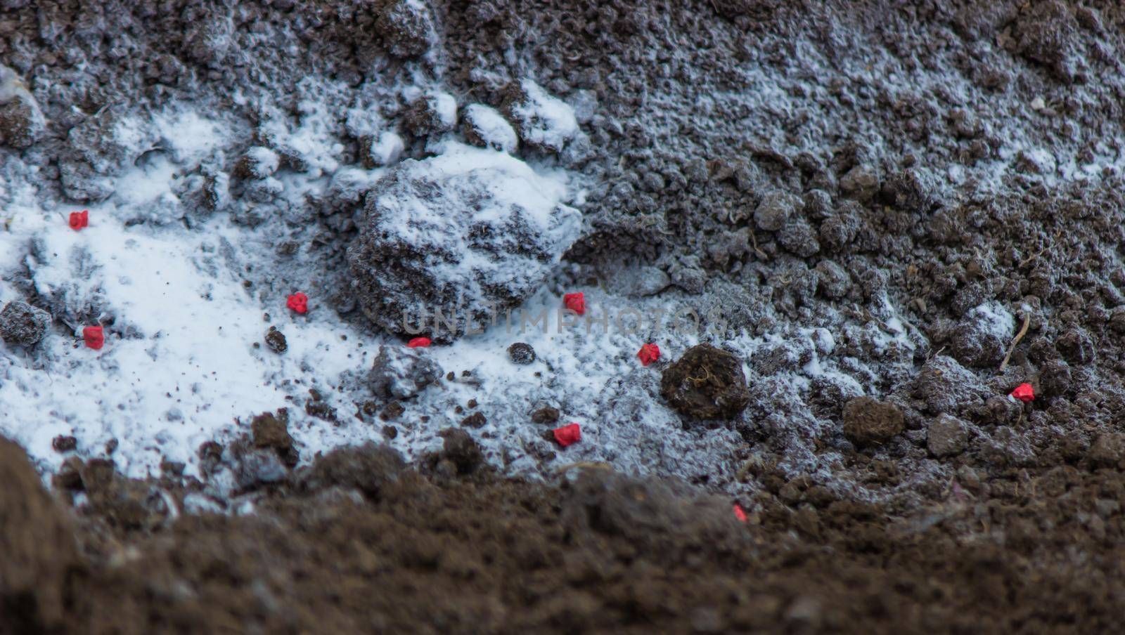 woman farmer sows beet seeds. selective focus