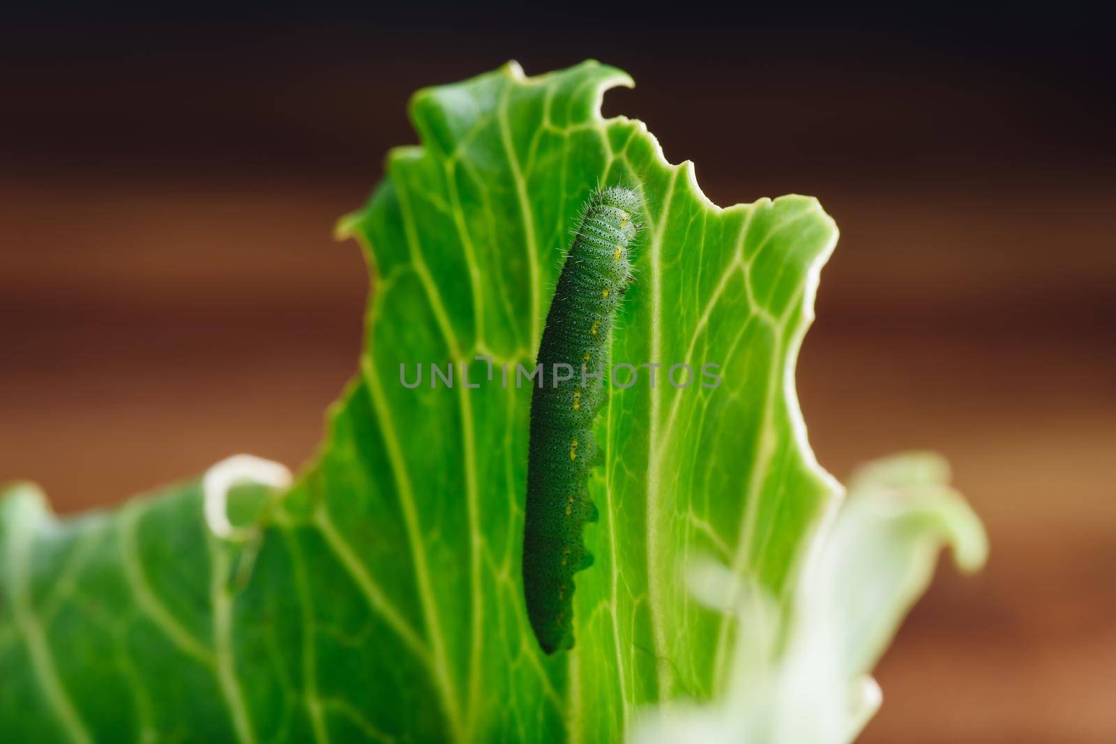 Green Caterpillar Crawling on a Leaf by Seva_blsv