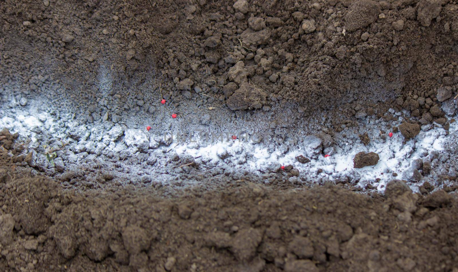 woman farmer sows beet seeds. selective focus