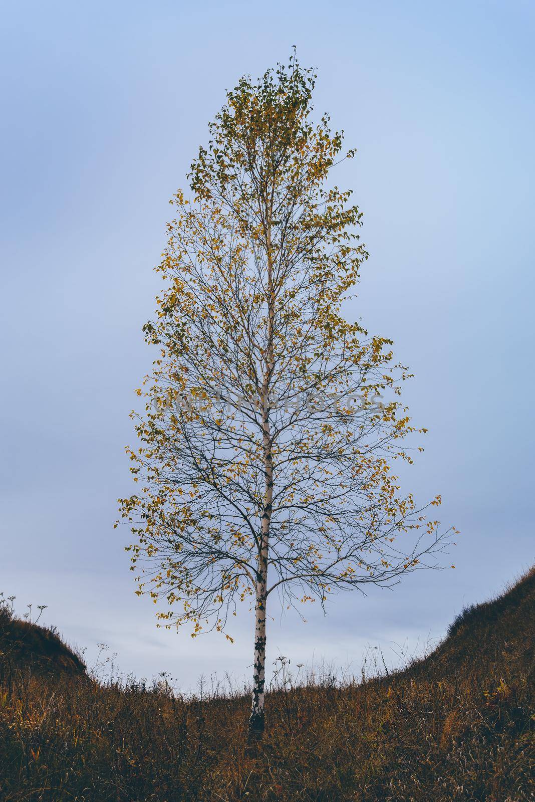 Single birch tree on hillside against the overcast sky