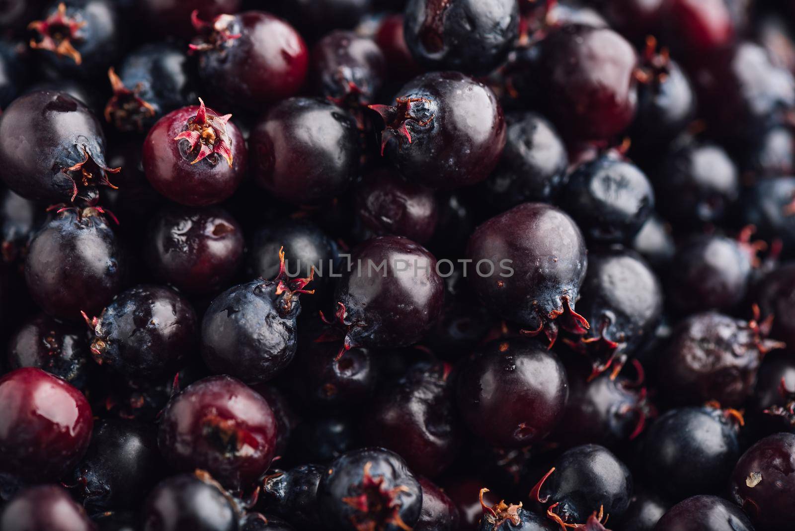 Close Up Background of Ripe Purple Berries of Shadbush