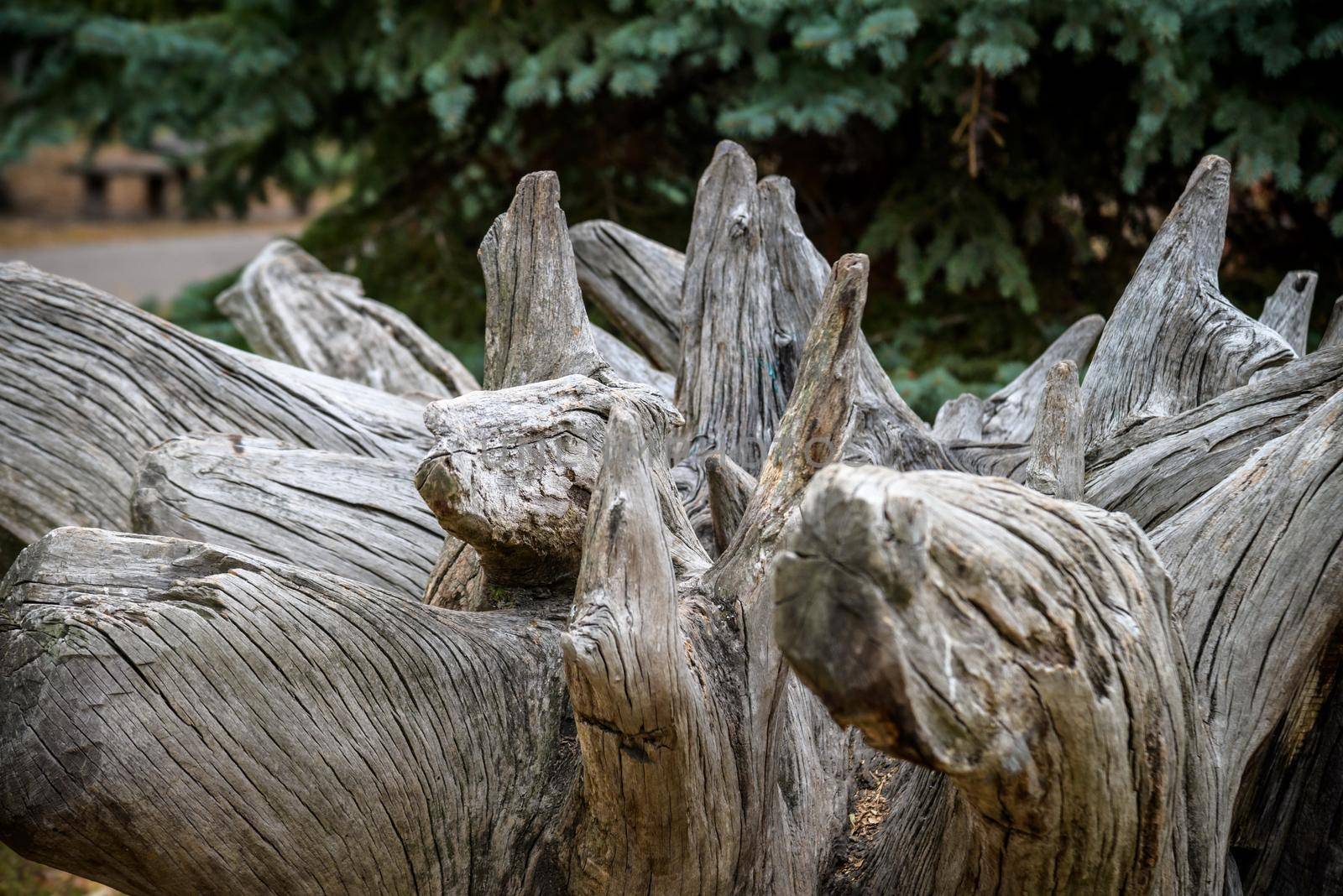 Stump of old huge oak, felled by storm, against background of park. As if crawling out of ground. Texture of bark, roots. Wildlife and dead tree. Medium focus.