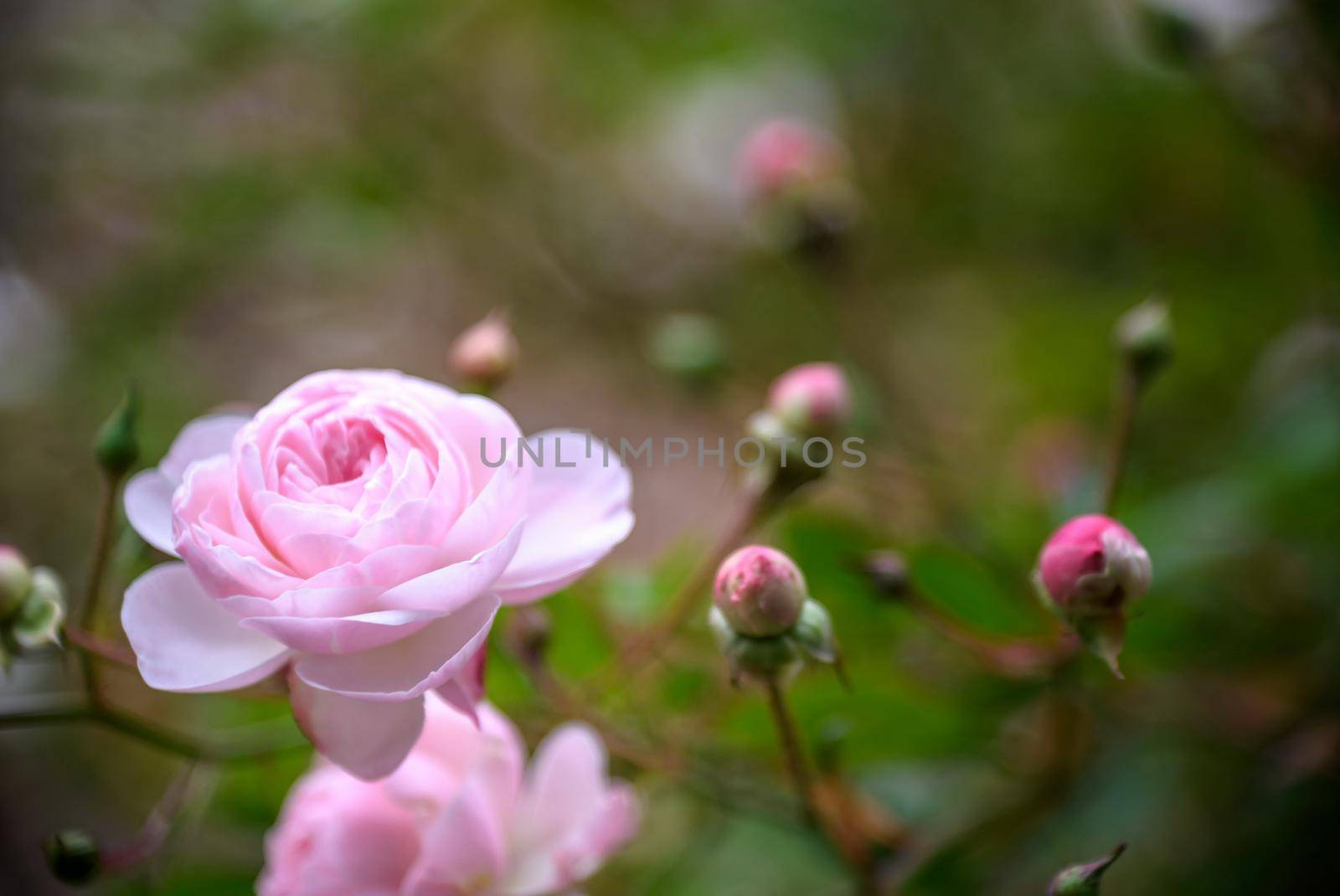 Close up Pink Damask Rose flower with blur background by Kobysh
