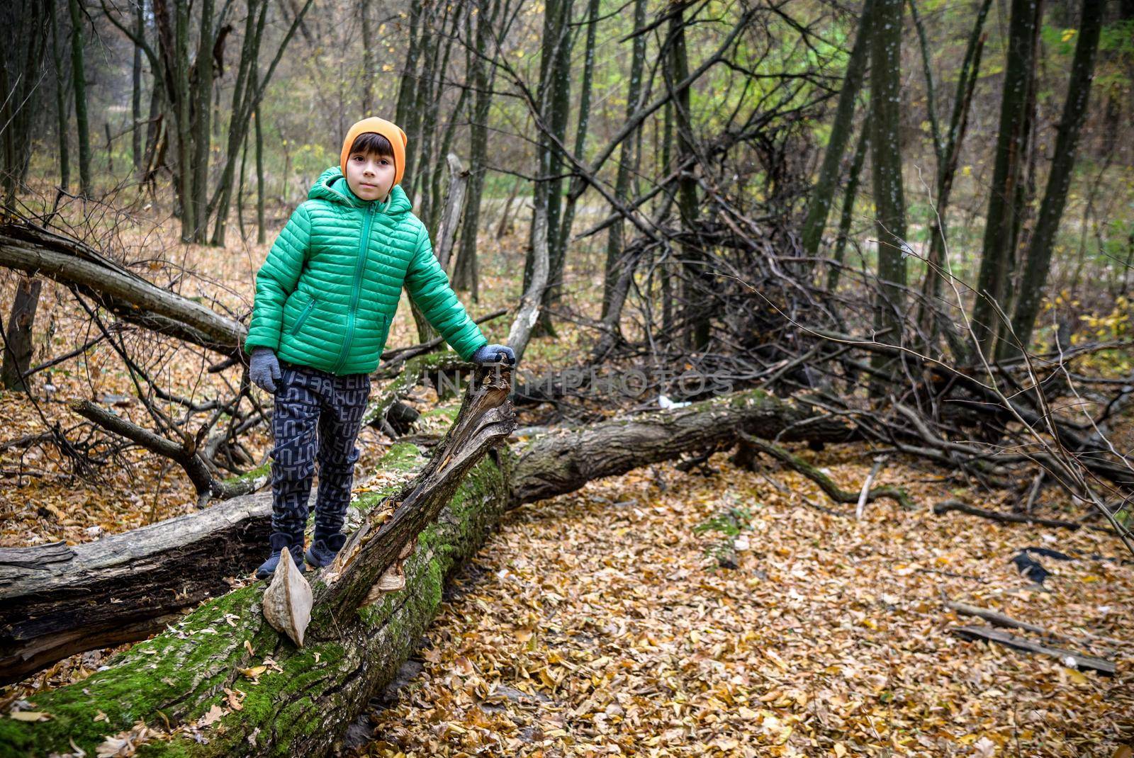 A child walking across a fallen tree going across a river in the woods. Boy spend weekend in autumn forest wearing warm colorful clothes.