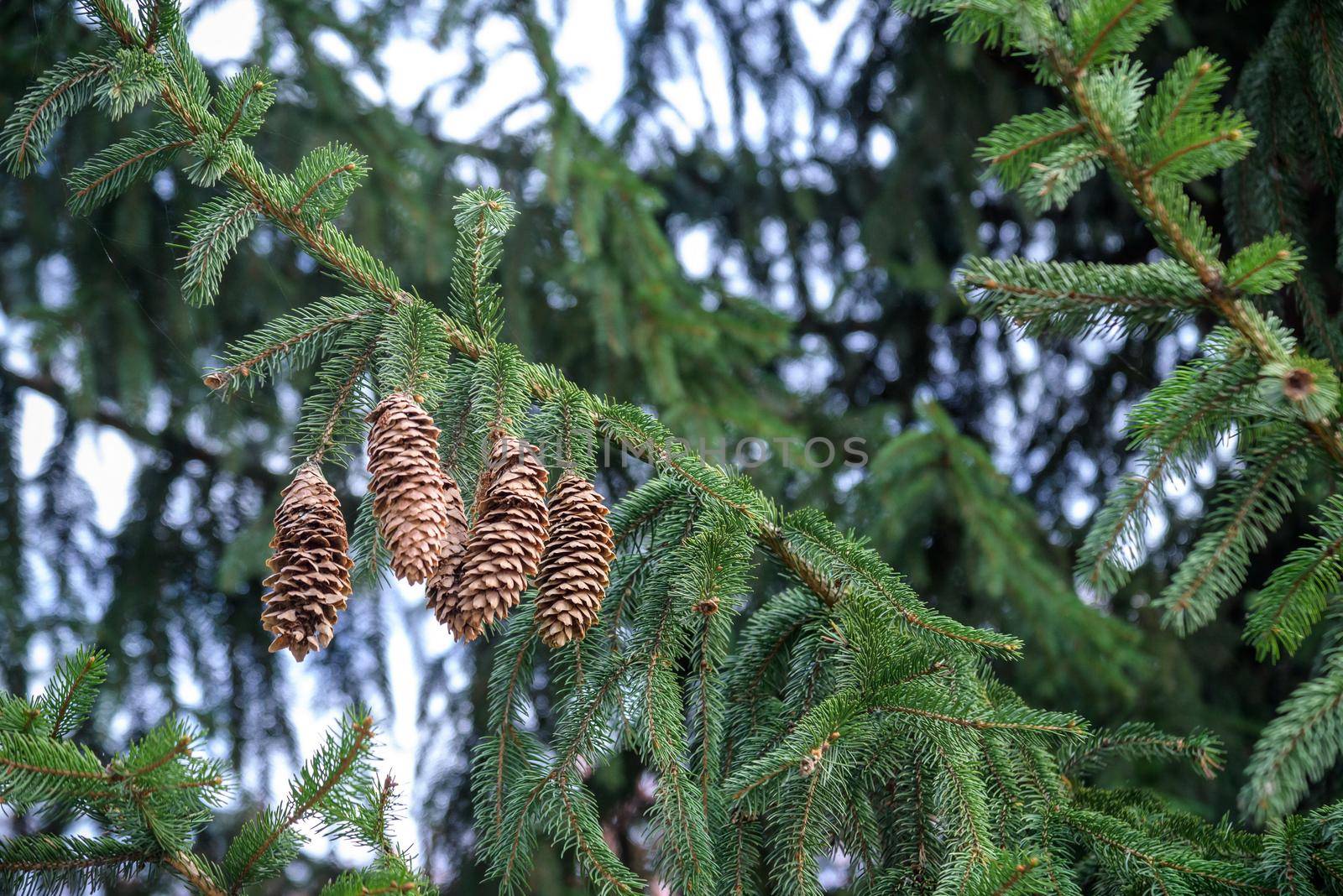 Pine branch with cones on a natural background.