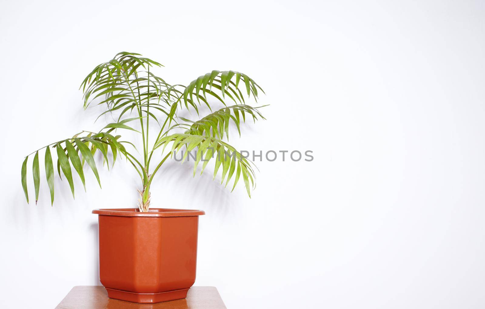 Decorative Palm on White Background. Beautiful wallpaper picture. Eco Life. Green plants fot home. Freshening of the air. Indoor gardening