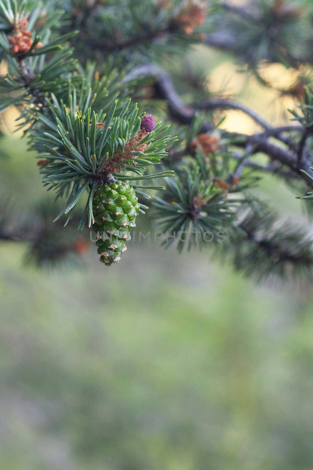 fresh pine cone growing on a tree in a forest, copy space