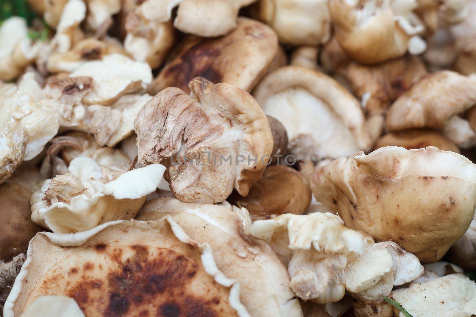 choice of shiitake mushrooms at the market