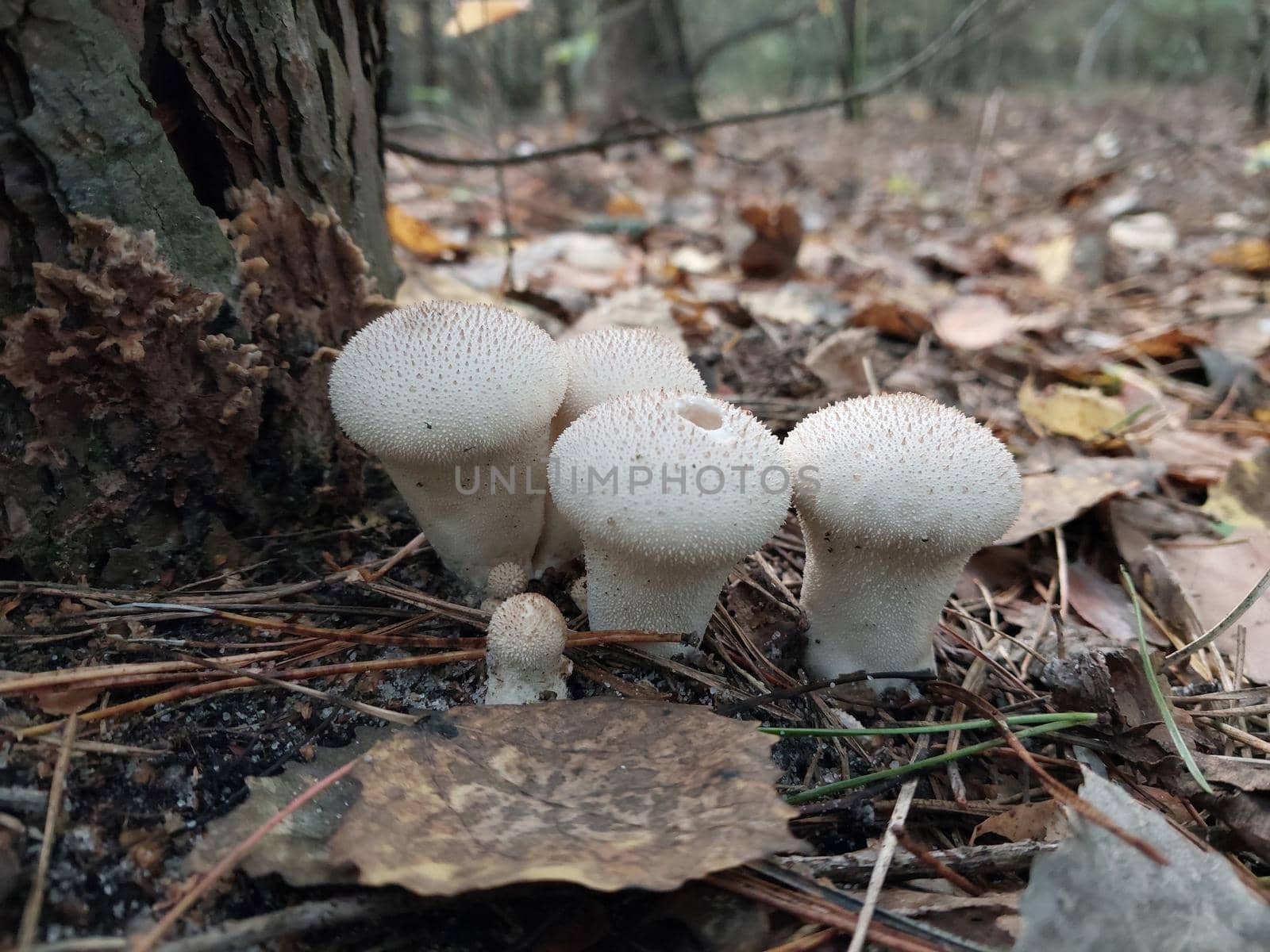 Mushrooms grown in a the autumn forest