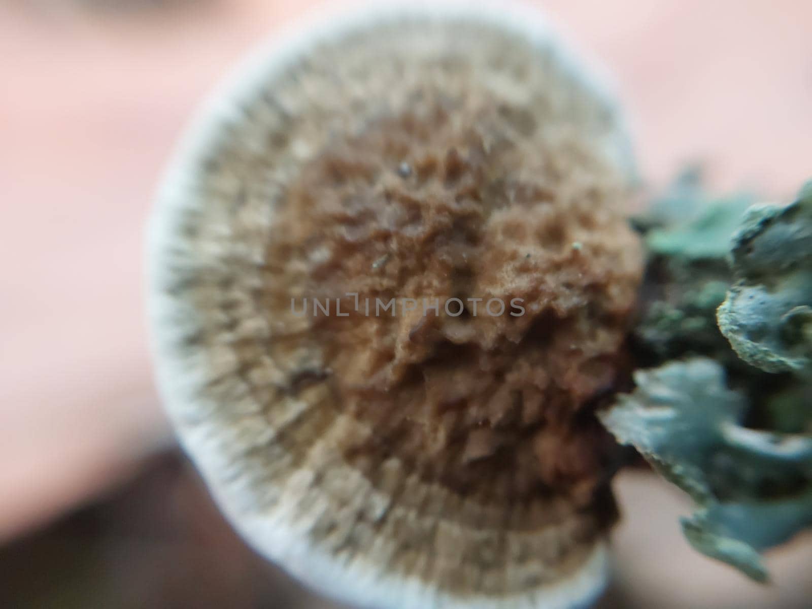 Mushrooms grown in a the autumn forest