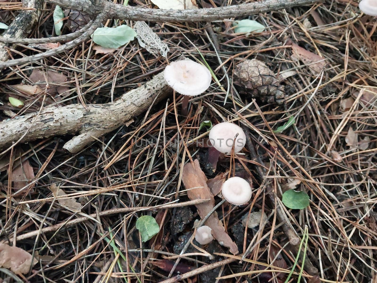 Mushrooms grown in a the autumn forest