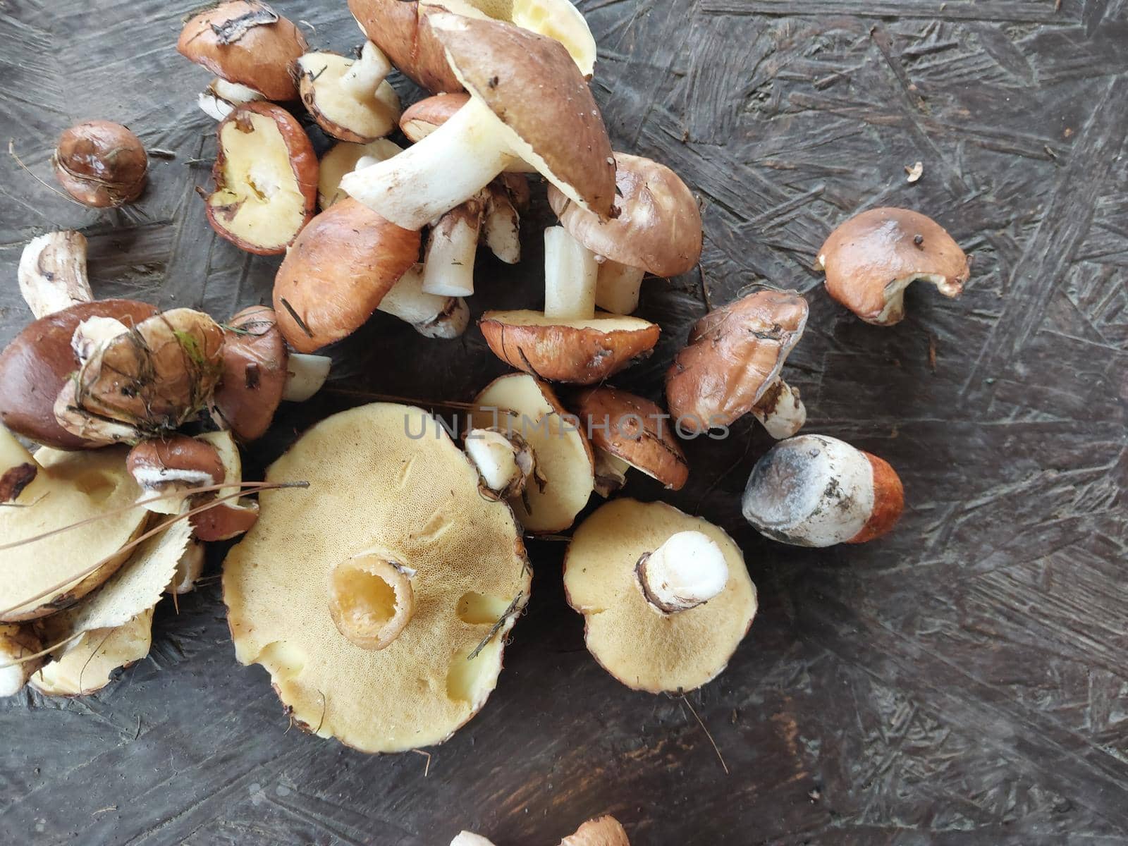 Mushrooms grown in a the autumn forest