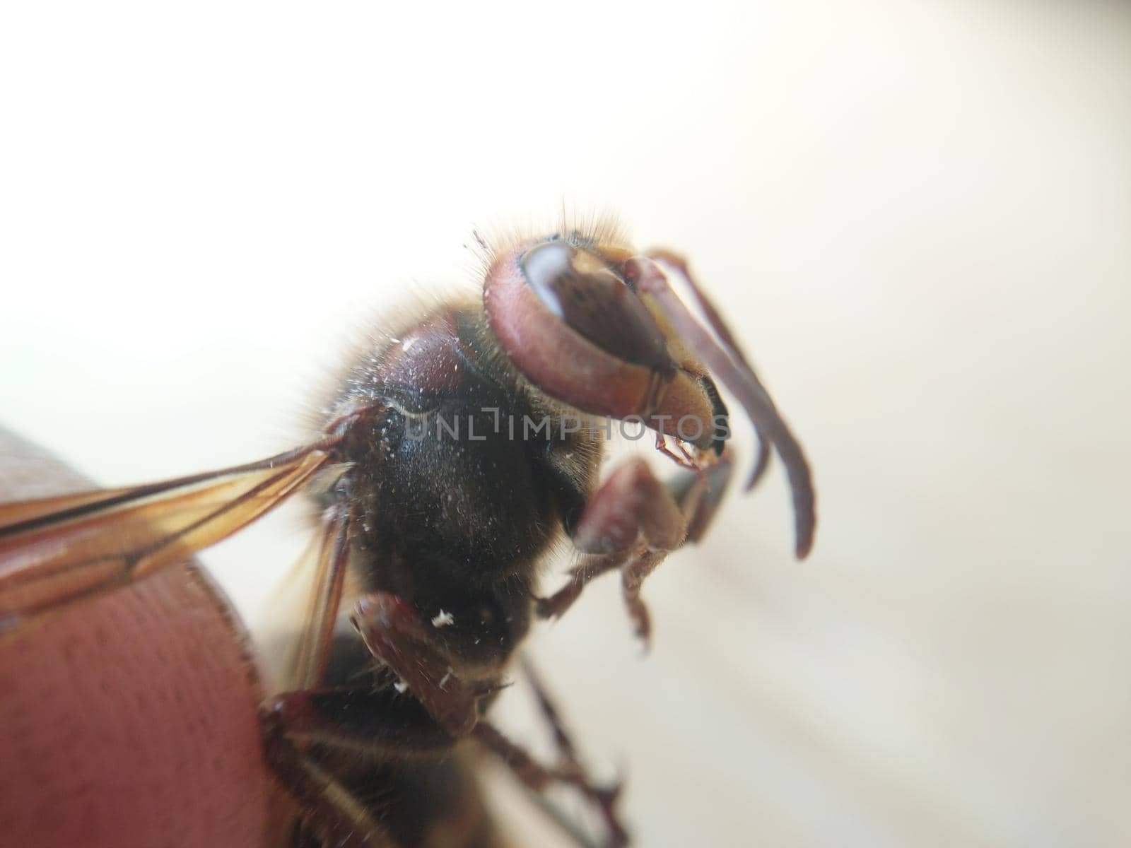 Body of a large yellow wild the wasp