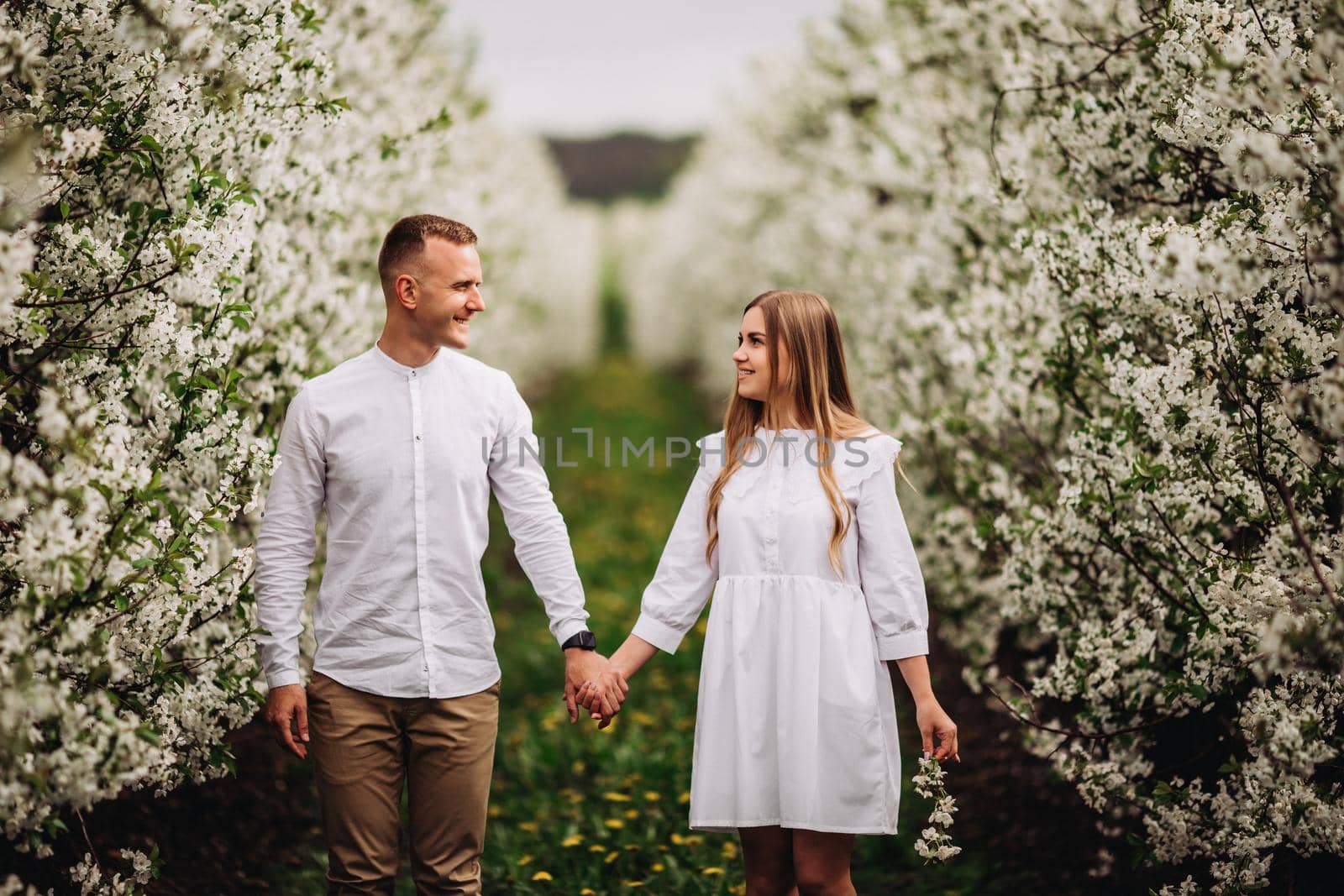 A happy young couple in love stands in a garden of blooming apple trees. A man in a white shirt and a girl in a white light dress are walking in a flowering park by Dmitrytph